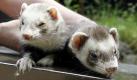 Im Leverkusener Wildpark Reuschenberg sollen die Frettchen Schneewittchen (links) und Speedy ihr Tippglück versuchen. Durch die Wahl ihrer beflaggten Fressschalen werden die Tiere immer morgens am jeweiligen Spieltag der deutschen Nationalmannschaft den Sieger vorhersagen. Foto: dapd