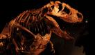 Während eines Pressetermines im Naturkundemuseum in Tokio fotogafiert ein Reporter den originalgetreuen Nachbau eines Tyrannosaurus rex. Die Rekonstruktion des prähistorischen Tieres in seiner natürlichen Körperhaltung basiert auf den aktuellesten Studien. Am Samstag (02.07.2011) wird die Ausstellung offiziell eröffnet. Foto: dapd