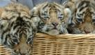 Komm ruhig, wir sind zu dritt: Ein Trio kleiner Bengaltiger wartet im Serengeti-Park im niedersächsischen Hodenhagen auf den Tierarzt. Foto: Holger Hollemann Foto: dpa