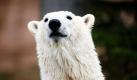 Eisbärin Flocke in ihrem Gehege im Tiergarten in Nürnberg. Flocke und ihr Spielgefährte Rasputin sind noch nicht auf dem Weg nach Frankreich. Der Abreisetermin wird geheim gehalten, damit Vertreter der Presse und Schaulustige den Umzug nicht schwieriger gestalten, als er ohnehin schon ist.  Foto: ddp
