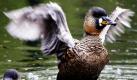 Eine Weißrückenente schlägt im Weltvogelpark im niedersächsischen Walsrode mit den Flügeln. Mehrere Tausend Vögel aus rund 650 Arten leben in dem Park. Foto: ap
