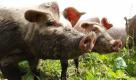 Mehr als 400 Schweine sind bei einem Großbrand auf einem Bauernhof in Unterfranken verendet. Das Feuer in Gädheim habe einen Millionenschaden verursacht, teilte das Polizeipräsidium in Würzburg mit. Die Kriminalpolizei suche nach der Brandursache. Mindestens zehn Feuerwehren rückten an. Den Einsatzkräften gelang es, etwa 40 bis 50 Kühe, Kälber und Jungvieh ins Freie zu treiben. Einen Flüssiggastank konnte die Feuerwehr rechtzeitig abkühlen. Das Feuer zerstörte auch eine Solaranlage. Foto: dapd