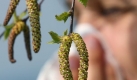 Pollen, wie hier die der Hasel, bescheren Allergikern tränende Augen, Niesreiz, bis hin zu Atemnot oder sogar Bronchialasthma. (Bild: dpa) Foto: dpa