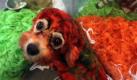 Diese vier Jahre alte Hündin sieht aus wie Spiderman. Im Ruowen Pet Spa in Peking werden die Tiere mit Farbe besprüht, damit sie wie Comic-Helden, Tiger oder Pandas aussehen. In China ist es zurzeit total In, einen Hund zu besitzen. Die Vierbeiner leben teilweise besser als ihre Herrchen, werden mit Pediküren, Schaumbädern und Massagen verwöhnt. Foto: ap