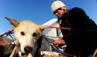 Iditarod-Hundeschlittenrennen (Foto)