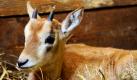 Eine junge Säbelantilope liegt im Gehege des Serengeti-Parks in Hodenhagen. Weil das Kleine von der Mutter nicht richtig versorgt wurde, musste es zwei Wochen nach der Geburt von der Mutter getrennt werden. In freier Wildbahn gibt es Säbelantilopen gar nicht mehr: Die extreme Bejagung hatte die Tierart ausgerottet.  Foto: dpa