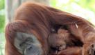Sumatran Orang-utan mother Miamunah and her baby Dewi venture out into their outdoor enclosure for the first time since Dewi was born at the Melbourne Zoo, Australia, on 05 January 2011. Dewi is the second baby Orang-utan to be born at the zoo, the species is endangered in the wild due to their forest habitat being cleared. EPA/DAVID CROSLING AUSTRALIA AND Foto: dpa