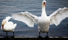 Schwäne putzen bei Temperaturen um die neun Grad Celsius ihr Federkleid im Olympiahafen von Kiel-Schilksee an der Ostsee. Foto: ap