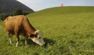 Eine Kuh steht bei Schliersee (Bayern) auf einer Weide. Nach einem spätsommerlichen Wochenende gehen die Temperaturen im Verlauf der neuen Woche zurück. Ursache ist eine Kaltfront aus Skandinavien.


 Foto: ddp