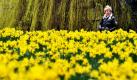 Eine Frau blickt auf ein Beet voller Narzissen im St. Jamess Park in London. Nach einem der kältesten und längsten Winter in der Geschichte Englands, ist der Frühling nun endlich angekommen. Foto: dpa