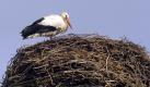 Ein Weissstorch (Ciconia ciconia) sitzt am Samstag (06.03.10) in Bad Freienwalde in seinem Nest. Der Fruehling laesst weiter auf sich warten. Oertlich bleibt es zunaechst bei Dauerfrost, die ergiebigen Schneefaelle haben aber ein Ende, wie der Deutsche Wetterdienst am Samstag in Offenbach mitteilte. Am Sonntag (07.03.10) ist es in der Nordhaelfte meist heiter und trocken, im Sueden gebietsweise wolkig, am Alpenrand stark bewoelkt mit geringem Schneefall. Die Hoechsttemperaturen liegen zwischen minus zwei Grad Celsius im Sueden und Suedosten und oertlich vier Grad im Nordwesten.(zu ddp-Text) Foto: Theo Heimann/ddp Foto: ddp