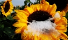 Schneereste tauen bei Temperaturen um die zwei Grad nur langsam auf. Wie hier in Bayern soll im Süddeutschland das winterliche Wetter auch das Wochenende über anhalten. Foto: ap