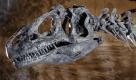 Nein, dies ist kein T-Rex, sondern sein älterer Cousin aus dem Jura-Zeitalter, der Allosaurus. Die «Andersartige Echse» wurde bis zu zwölf Meter lang. Im Gegensatz zum ungleich bekannteren Tyrannosaurus besaß der Allosaurus drei Krallen an seinen Ärmchen. Das neue, 100 Millionen Dollar teure Naturkundemuseum von Salt Lake City stellt ein Allosaurus-Skelett aus.   Foto: dapd