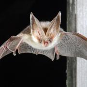 Oralsex macht auch Flughunde heiß (Foto)