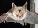 Fledermaus (Foto)