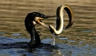 Ein Kormoran fängt in der Havel bei Potsdam einen Aal. Die fischfressenden Vögel stehen in Konkurrenz zu Fischern, die absteigenden Fischertrag beklagen. Mit einer Sondergenehmigung dürfen zwei Mitarbeiter der Ökologischen Teichwirtschaft die unter Naturschutz stehenden Vögel abschießen.  Foto: ddp