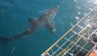 In Südafrika können Touristen einem ganz besonderen Nervenkitzel nachgeben. Hier ist das Tauchen mit Weißen Haien möglich. Foto: White Shark Projects