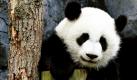 Mei Lan, die im Zoo von Atlanta geboren wurde, wird China besuchen. Dort erwarten die Pandabärin eine spezielle Diät und verschiedene Blind Dates - denn sie soll Nachwuchs bekommen.
 Foto: ap