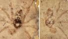 Die Kombo zeigt Abdrucke der 165 Millionen Jahre alten Spinne, die Forscher in China ausgegraben haben. Foto: dpa