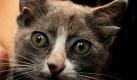Die vier Monate alte Katze Luntik dürfte keine Probleme haben auf ihr Herrchen zu hören: Die kleine Miez aus Wladiwostok kam mit vier Ohren zur Welt.  Foto: dpa