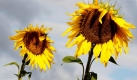 Sonnenblumen in Vierlinden. Trotz des Sonnenscheins bleibt es in den nächsten Tagen auch im Flachland empfindlich kühl. Foto: ddp