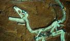 Das europaweit am besten erhaltene Saurier-Fossil ist in Bayern gefunden worden. Der noch namenlose Raubdinosaurier (Theropode) sei zu 98 Prozent vollständig und damit auch weltweit eines der besten erhaltenen Fundstücke, sagte Oliver Rauhut, Konservator an der Bayerischen Staatssammlung für Paläontologie und Geologie. Das rund 72 Zentimeter lange Jungtier sei im niederbayerischen Kelheim gefunden worden. Foto: dpa