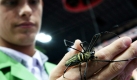 Eine aus Indonesien stammende Nephila-Spinne zeigt Aussteller Christian Schäfer in Kiel. Bei den Kieler Tiertagen sind noch bis zum Sonntag exotische Tiere, seltene Haustiere und Tierzubehör in allen Varianten zu besichtigen. Foto: dpa