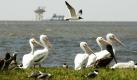 Weiße und braune Pelikane versammeln sich auf einer Insel im Golf von Mexiko vor der Küste von Louisiana. Durch die Ölpest ist ihr Lebensraum stark gefährdet. Foto: ap