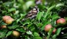 Ein Sperling sitzt in einem Apfelbaum in Berlin. Je nach Sorte beginnt die Apfelernte in Berlin und Brandenburg in knapp einem Monat.  Foto: dpa