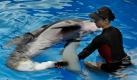 Eine Betreuerin des Clearwater Marine Aquarium untersucht die Schwanzflossenprothese von Delfinweibchen Winter. Winter verlor ihre Schwanzflosse in einer Krabbenfalle und ist seitdem der weltweit einzige Delfin mit einer Prothese. Die rührende Geschichte ihrer Rettung ist demnächst im Kino zu bestaunen. Am 3. November startet der Film Mein Freund, der Delfin.
  Foto: dapd