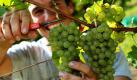 Ein Winzer bei der Lese einer Bacchus-Traube bei Randersacker in Unterfranken. Heute beginnt in Franken die offizielle Weinlese.  Foto: dpa