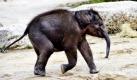 Das Münchener Elefantenbaby Jamuna Toni ist tot. Nachdem sich der Gesundheitszustand des Elefantenjungen in den letzten beiden Tagen massiv verschlechtert hatte, musste das Kalb in einer Tierklinik eingeschläfert werden.  Foto: dpa
