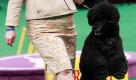 Der Portugiesische Wasserhund Ladybug  zeigt der Jury bei der Westminster Kennel Club Dog Show im Madison Square Garden in New York seine Wendigkeit. In der Kategorie working group schlug der kleine Pfiffi alle anderen Bewerber aus dem Feld und sahnte den Sieg ab. Foto: dapd