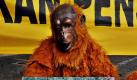 Indonesische Umwelt-Aktivisten von Greenpeace verkleiden sich als Orang-Utans bei einem Protest gegen Abholzung, der vor dem Forstministeriums in Jakarta stattfindet. Foto: dpa