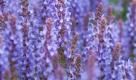 Salbei (hier im Bild), Rosmarin, Thymian und Lavendel sind mediterrane Kräuter, die einen mageren und kargen Boden bevorzugen. Geben Sie zur Gartenerde einfach etwas Sand oder Bruchstücke von Ziegelsteinen hinzu. Die Pflanzen werden es Ihnen danken. Foto: dpa