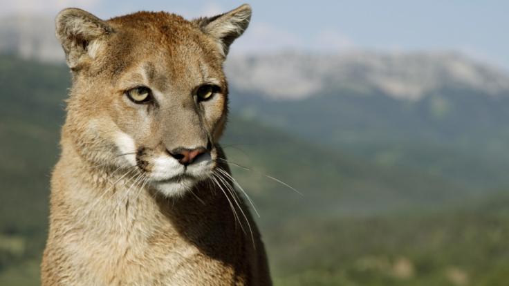 In Colorado hat ein Puma einen Jogger angegriffen. (Symbolbild)