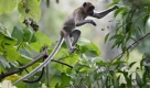 Mit Wildheit hat das Affenleben in Malaysia nicht mehr viel zu tun. Viele Affenkolonien leben inzwischen in Städten - inmitten kleinster Baumgebiete. Foto: ap