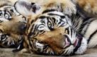 Einen Monat nachdem Tierschützer einen Sumatratiger bei einem indonesischen Geschäftsmann beschlagnahmt haben, plant die indonesische Regierung nun, Privatpersonen die Haltung der Raubkatzen teilweise zu erlauben. Die Tiere sollen so vor dem Aussterben geschützt werden. Weltweit gibt es nur noch etwa 400 Exemplare. Foto: dpa