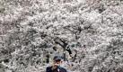 Die Kirschblüte in Japan zieht viele Touristen an. In der Nähe von Tokio fotografiert dieser Besucher die Blütenpracht. Foto: ap
