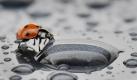 Über Wassertropfen bahnt sich dieser Marienkäfer am Mittwoch (28.07.2010) bei Gelnhausen in Hessen seinen Weg. Bis zum Wochenende bringt das Tief 'Silke' erneut Regen und Gewitter ins Land. Foto: Boris Roessler dpa/lhe (Zu dpa 0295 7208 vom 28.07.2010) +++(c) dpa - Bildfunk+++ Foto: dpa