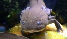 Axolotl (Foto)