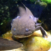 Axolotl (Foto)