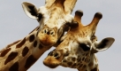Auf diesem Bild liebkost sich ein Giraffenpärchen in der Nähe Koure am Niger. Die Giraffen galten lange Zeit als die am meisten bedrohte Tierart in Afrika und sollen schon kurz vor dem Aussterben gestanden haben. Nun hat sich ihre Zahl seit 1996 vervierfacht. Foto: ap