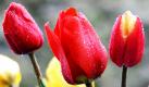 Regentropfen benetzen Tulpen auf einem Feld in Glottertal nahe Freiburg. Viele Landwirte sind dazu übergegangen, Blumen zum Selberschneiden auf ihren Feldern anzulegen.  Foto: ap