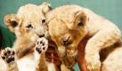 Die Löwenbabys Miron (links) und Nathan schauen etwas müde aus den Äuglein bei ihrem ersten Pressetermin im Berliner Zoo. Das am 26. August geborene Zwillingspaar ist eine Flaschenaufzucht, weil die Mama nicht genug Nahrung hat. Nach der Fotopremiere sind die Löwenkinder künftig auch häufiger direkt hinter Glas und Gittern zu sehen. Außerdem sind die Aktivitäten in der Wurfbox über einen Monitor im Raubtierhaus zu verfolgen. Foto: dpa