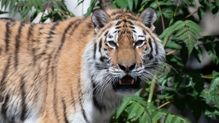 Aus einem Zoo in Rheinland-Pfalz sind mehrere Raubkatzen, darunter zwei Tiger, ausgebrochen.