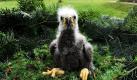 Ein 15 Tage altes Seeadler-Küken sitzt in einem Nest im Wildpark Eekholt (Kreis Segeberg). Die kleine Adler-Dame wird von Hand aufgezogen, da es bei den Eltern zu Unstimmigkeiten gekommen war. In drei Monaten wird das Mein Mädchen genannte Tier zum größten in Europa lebenden Raubvogel herangewachsen sein. Ausgewachsene Seeadler erreichen eine Spannweite von 2,50 Metern. Foto: dpa