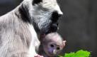 Eine Hulman-Mutter hält im Zoo Hannover ihren neun Tage alten Sohn im Arm. Neugeborene Tiere haben ein schwarzbraunes Fell und klammern sich zunächst an das Fell der Mutter. Erst nach einigen Monaten färbt sich das Gesicht des Babys dunkel. Hulmans stammen aus Asien, ernähren sich von Blättern, Blüten und Früchten und werden bei einer Größe von etwa einem Meter bis zu 21 Kilogramm schwer. Foto: dpa