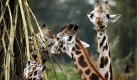 Giraffen gehören zu den eindrucksvollsten Tierarten. Diese Rothschildgiraffen gehören zumBestand des Gelsenkirchener Tierparks. Foto: ddp