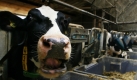 Milchkühe in einem Versuchsstall des Landwirtschaftszentrums Haus Riswick in Kleve fressen ihr Futter. Die Landwirtschaftskammer Nordrhein-Westfalen legte den Grundstein zu einem Stall für 144 Milchkühe, in dem man erstmalig die Ausscheidungen klimaschädlicher Gase in der Milchviehhaltung erfassen kann. Foto: dpa